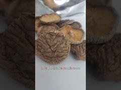 Jamur Shiitake kering datar berkualitas tinggi yang kaya protein