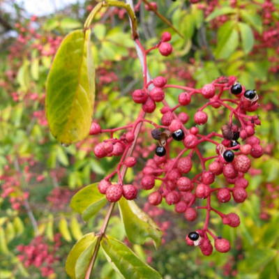 25kg/tas Kemasan alami Merah Cina Sichuan Peppercorns Rasa rempah